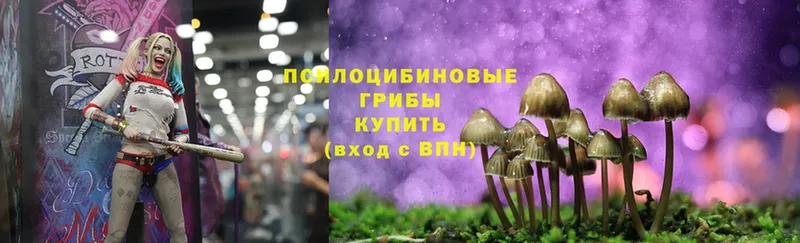 дарнет шоп  Ряжск  Галлюциногенные грибы Psilocybine cubensis 